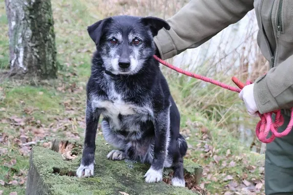 Pies do adopcji, Bełchatów, 23 września 2020 (1/5)