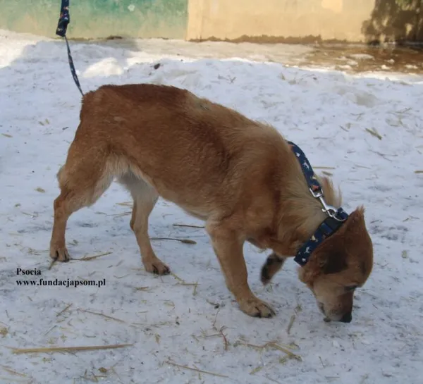 Pies do adopcji, Nowy Dwór Mazowiecki, 20 lutego 2026 (1/5)
