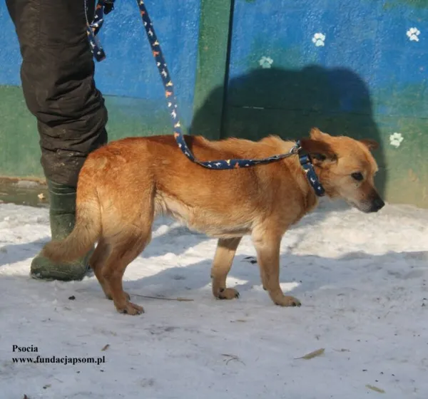 Pies do adopcji, Nowy Dwór Mazowiecki, 20 lutego 2026 (2/5)