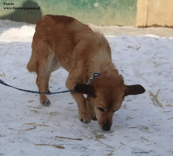 Pies do adopcji, Nowy Dwór Mazowiecki, 20 lutego 2026 (3/5)