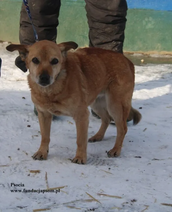 Pies do adopcji, Nowy Dwór Mazowiecki, 20 lutego 2026 (4/5)
