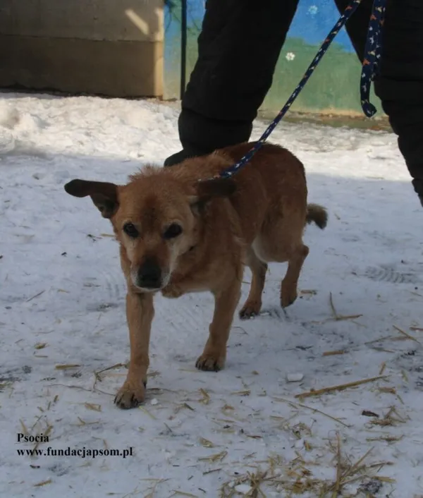 Pies do adopcji, Nowy Dwór Mazowiecki, 20 lutego 2026 (5/5)