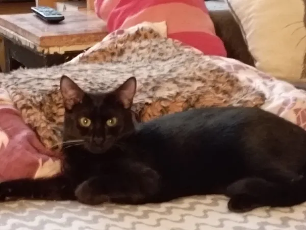 Zaginął kot, Łódź, 20 lutego 2026