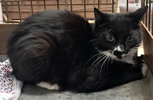 Kot do adopcji, Olsztyn, 28 stycznia 2026