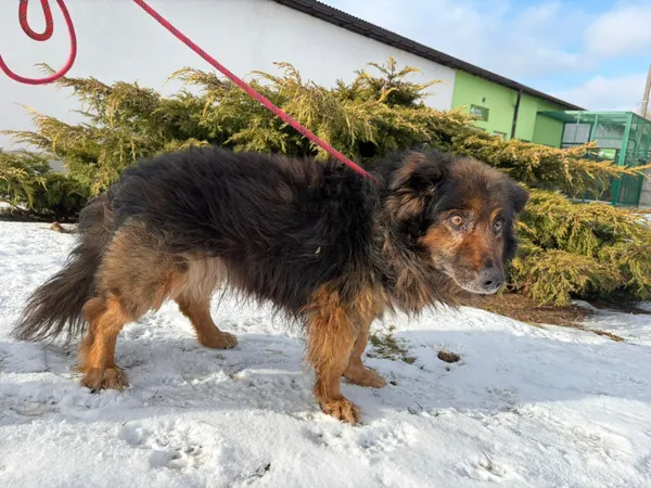 Pies do adopcji, Bełchatów, 29 grudnia 2025 (2/5)