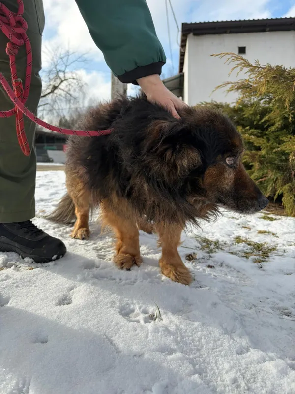 Pies do adopcji, Bełchatów, 29 grudnia 2025 (4/5)