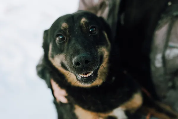 Oddam psa, Gdańsk, Stare Przedmieście, 21 lutego 2026 (1/4)