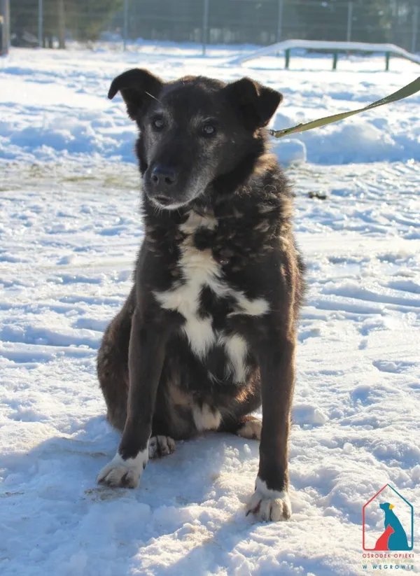 Pies do adopcji, Grudziądz, 19 stycznia 2026