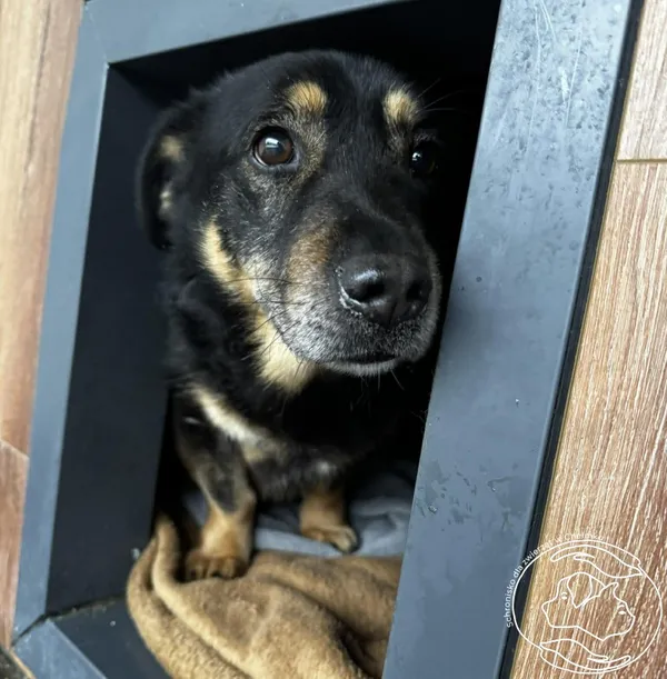 Pies do adopcji, Chełmek, 29 stycznia 2026