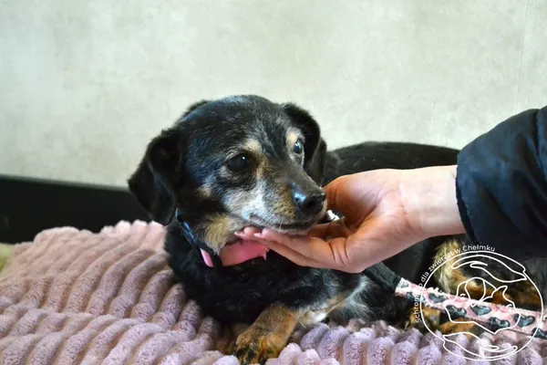 Pies do adopcji, Chełmek, 29 stycznia 2026