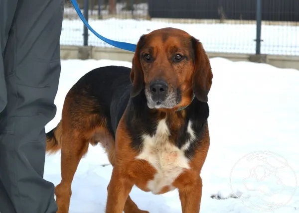 Pies do adopcji, Chełmek, 18 stycznia 2026