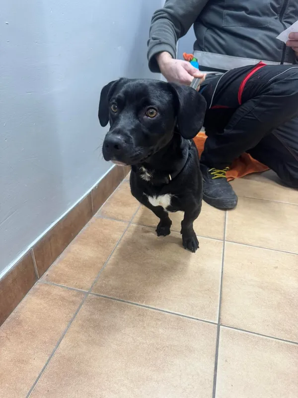 Znaleziono psa, Sosnowiec, 20 lutego 2026