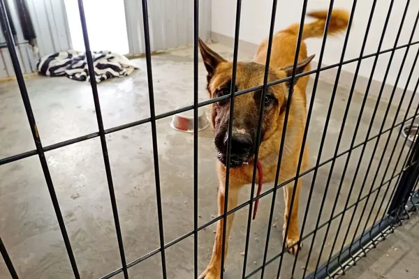 Znaleziono psa, Wałbrzych, 13 lutego 2026