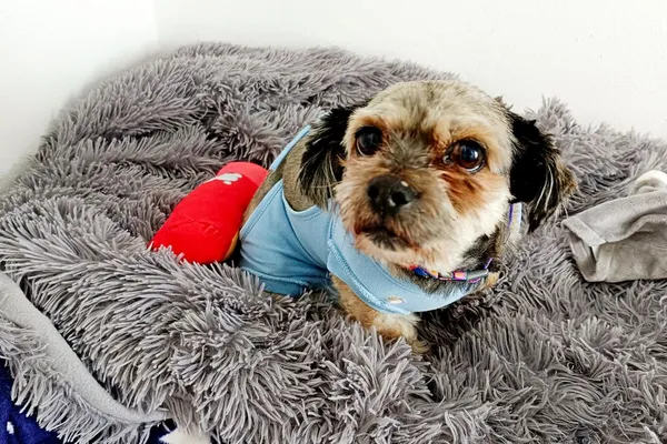 Znaleziono psa, Wałbrzych, 10 lutego 2026