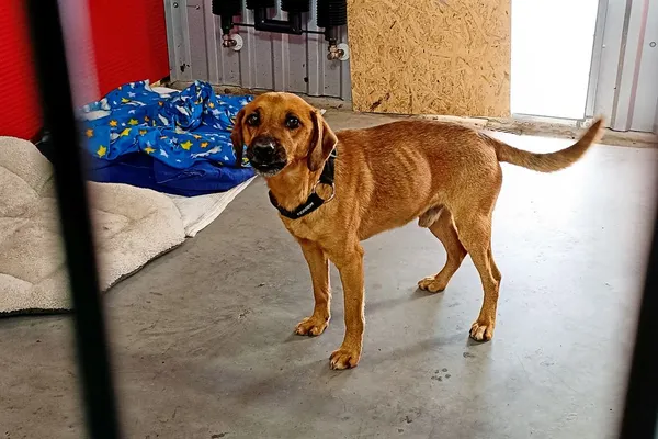 Znaleziono psa, Wałbrzych, 6 lutego 2026 (1/2)