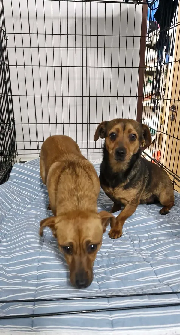 Znaleziono psa, Sosnowiec, 18 lutego 2026 (2/2)