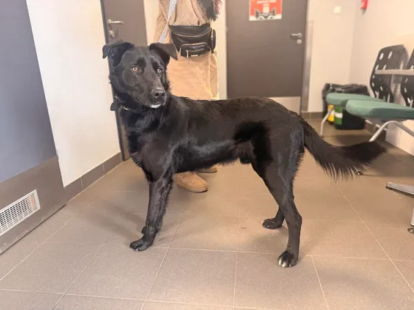 Znaleziono psa, Bydgoszcz, 19 lutego 2026