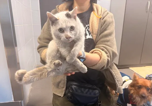 Znaleziono kota, Bydgoszcz, 14 lutego 2026