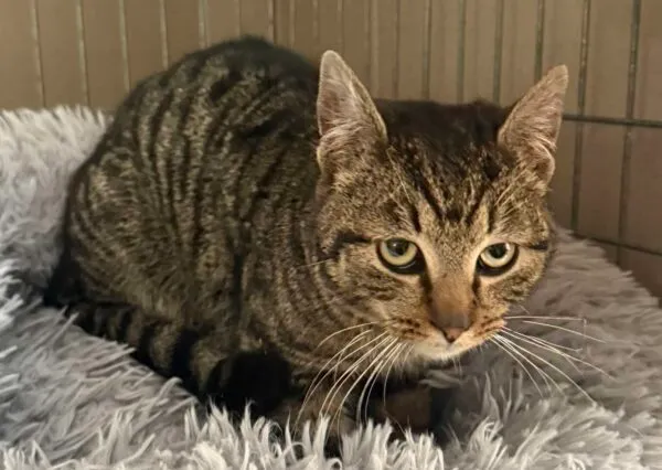 Znaleziono kota, Bydgoszcz, 13 lutego 2026