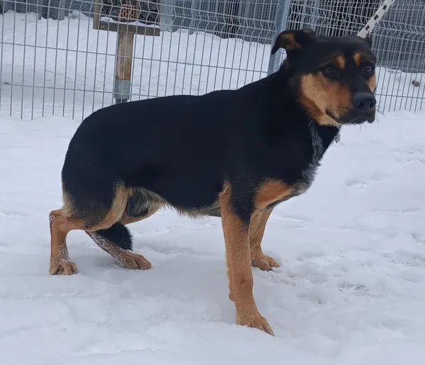 Znaleziono psa, Pieckowo, 18 lutego 2026 (2/2)