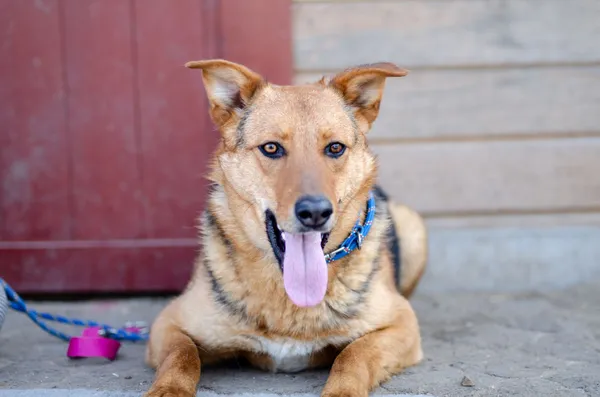 Oddam psa, Pruszcz Gdański, Osiedle Wschód, 21 lutego 2026 (4/4)