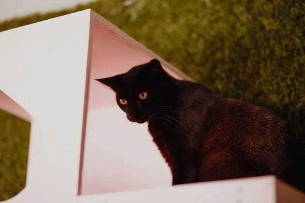 Oddam kota, Elbląg, Nowe Miasto, 21 lutego 2026 (3/4)