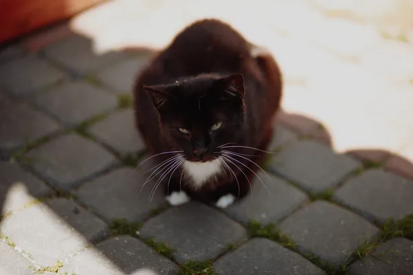 Oddam kota, Elbląg, Kopernika, 21 lutego 2026 (4/4)