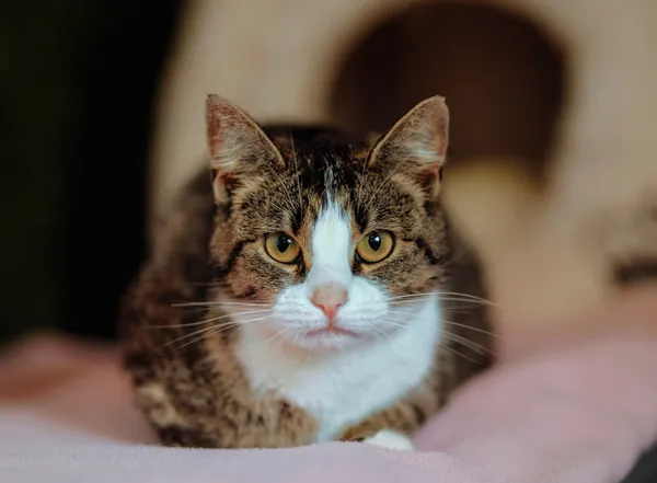 Oddam kota, Elbląg, Śródmieście, 21 lutego 2026 (1/3)