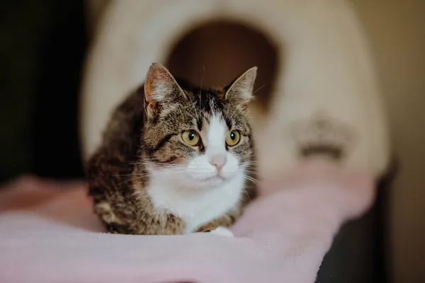 Oddam kota, Elbląg, Śródmieście, 21 lutego 2026 (3/3)