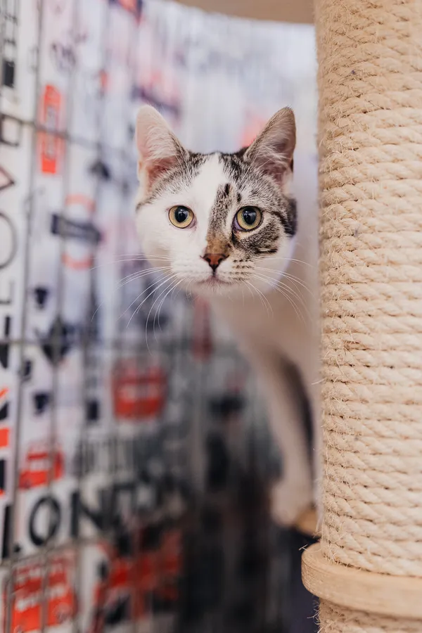 Kot do adopcji, Częstochowa, 29 lipca 2025 (2/5)