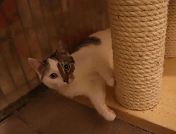 Kot do adopcji, Częstochowa, 29 lipca 2025 (5/5)