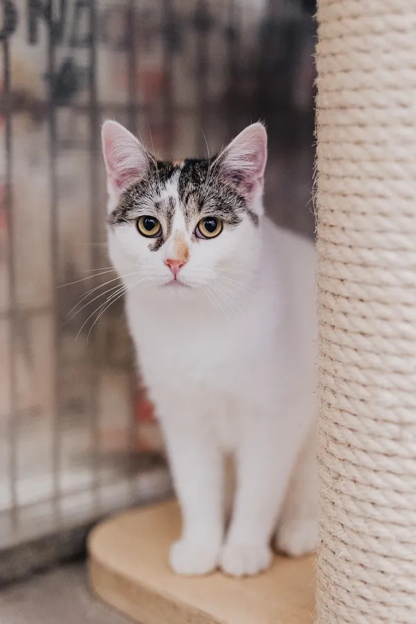 Kot do adopcji, Częstochowa, 29 lipca 2025 (2/5)