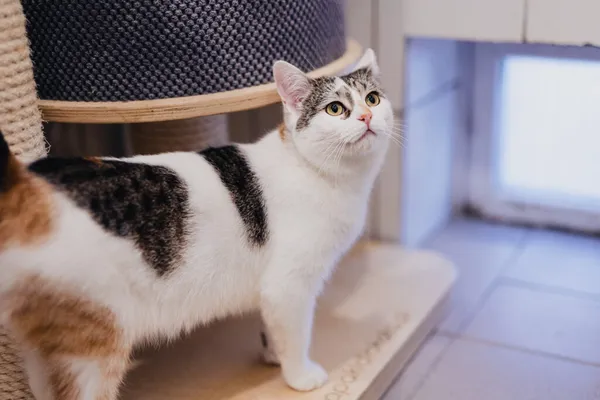 Kot do adopcji, Częstochowa, 29 lipca 2025 (4/5)