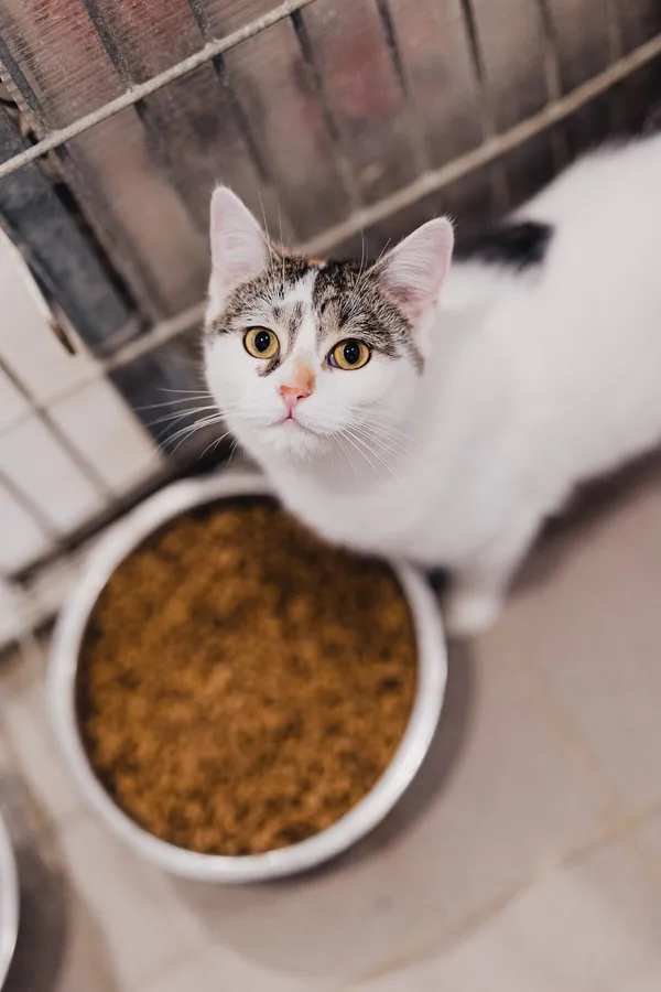 Kot do adopcji, Częstochowa, 29 lipca 2025 (5/5)