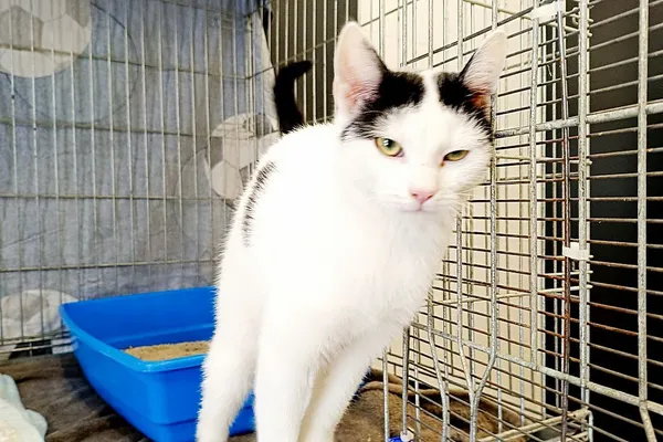 Znaleziono kota, Wałbrzych, 19 lutego 2026