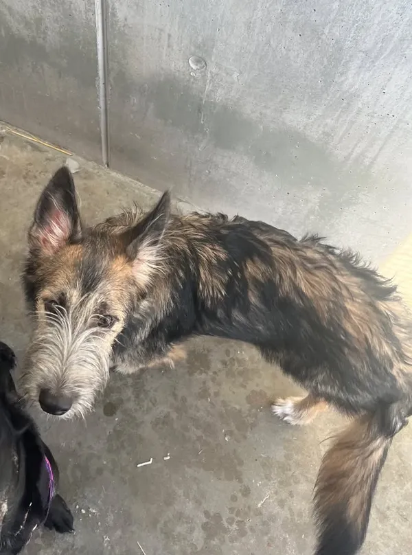 Znaleziono psa, Lublin, 20 lutego 2026