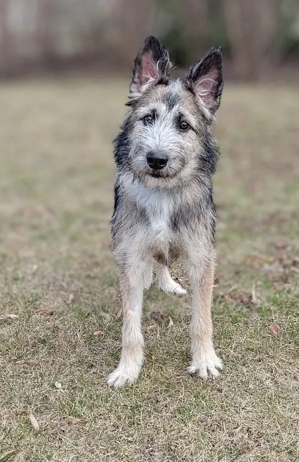 Znaleziono psa, Lublin, 20 lutego 2026