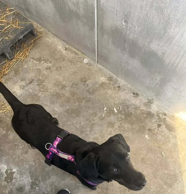 Znaleziono psa, Lublin, 20 lutego 2026