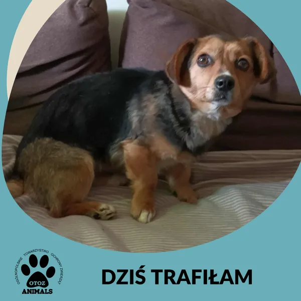 Znaleziono psa, Dąbrówka, 20 lutego 2026