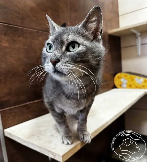 Kot do adopcji, Chełmek, 6 lutego 2026