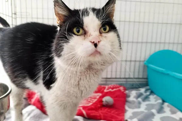 Znaleziono kota, Wałbrzych, 11 lutego 2026