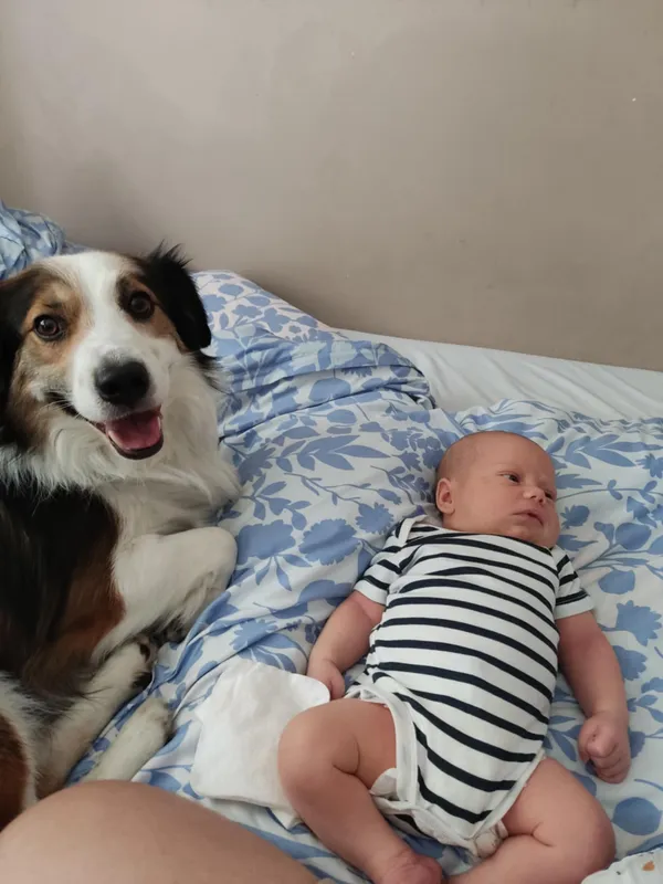 Zaginął pies, Sokolany, 21 lutego 2026 (2/3)