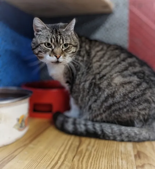 Oddam kota, Elbląg, Ogrody, 21 lutego 2026 (2/3)