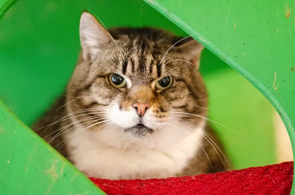 Oddam kota, Elbląg, Ogrody, 21 lutego 2026 (3/3)