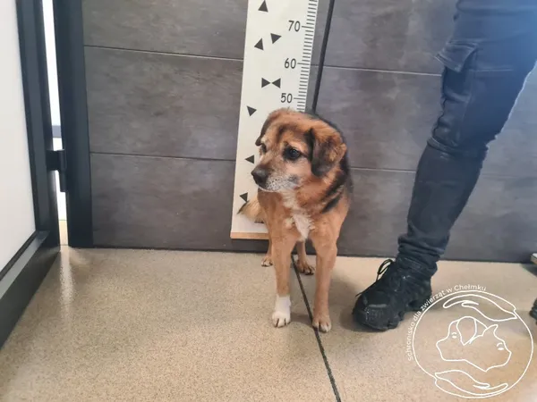 Znaleziono psa, Chełmek, 21 lutego 2026