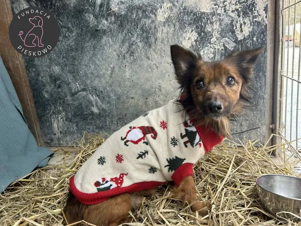 Pies do adopcji, Wolsztyn, 21 lutego 2026
