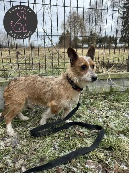 Pies do adopcji, Wolsztyn, 20 lutego 2026