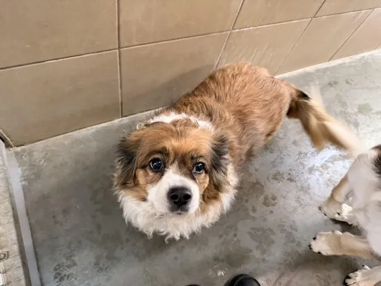 Pies do adopcji, Kraków, 4 lutego 2026