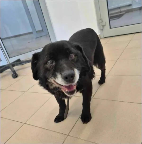 Znaleziono psa, Grudziądz, 20 lutego 2026