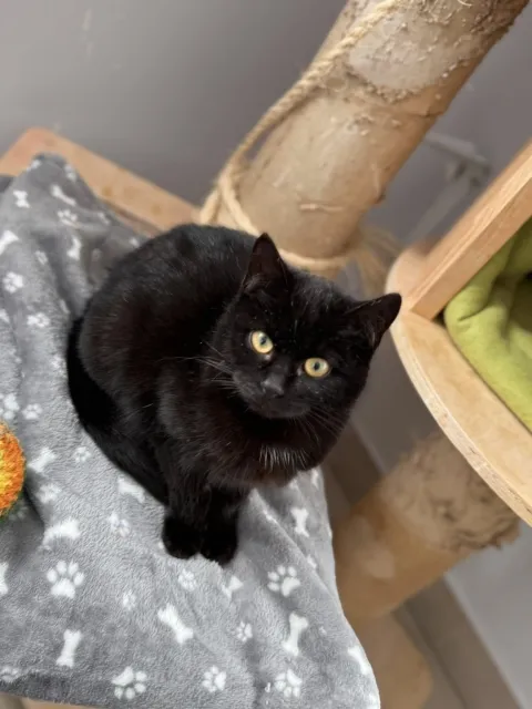 Kot do adopcji, Piła, 5 stycznia 2026 (3/4)